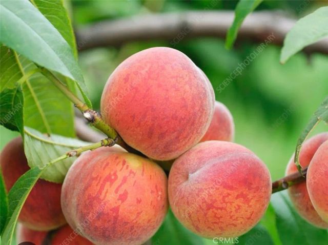 1441 Paso Real 300, Rowland Heights, CA 91748