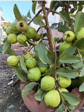 1441 Paso Real 300, Rowland Heights, CA 91748