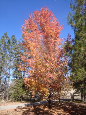 15528 Ca-49, Camptonville, CA 95922