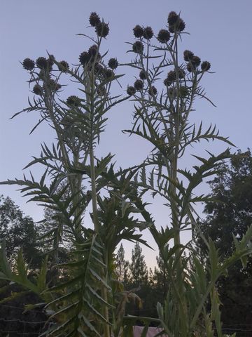 15528 Ca-49, Camptonville, CA 95922