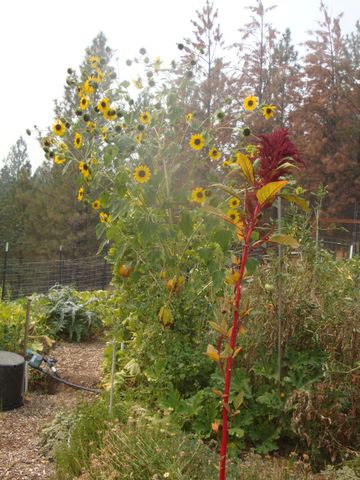 15528 Ca-49, Camptonville, CA 95922