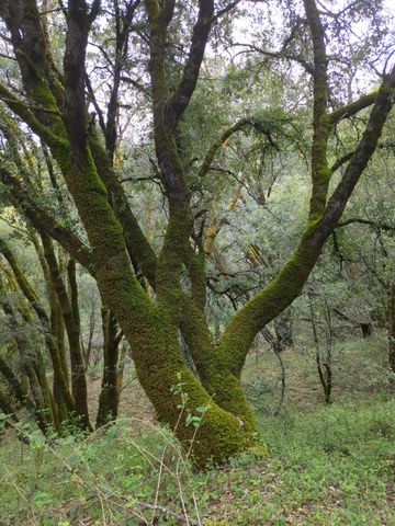 15528 Ca-49, Camptonville, CA 95922