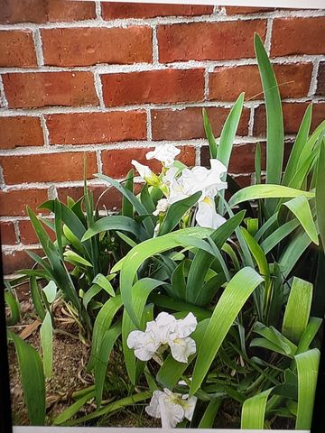 428 Landings Way, Mount Juliet, TN 37122