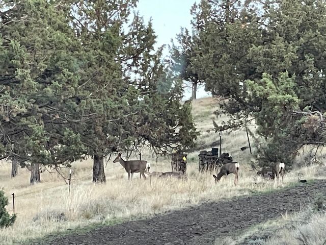 14751 SE Browning Street, Prineville, OR 97754