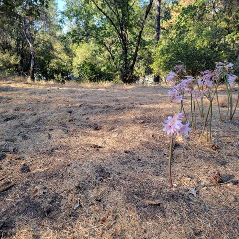 13021 Ridge View Dr, Sutter Creek, CA 95685