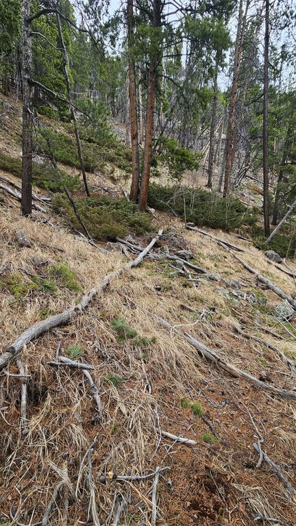 NHN Bonanaz Chief, Neihart, MT 59465 photo 10