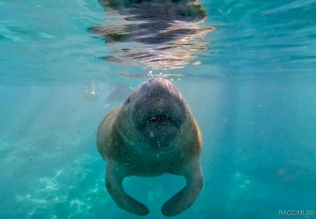 7920 N Maltese Drive, Citrus Springs, FL 34433