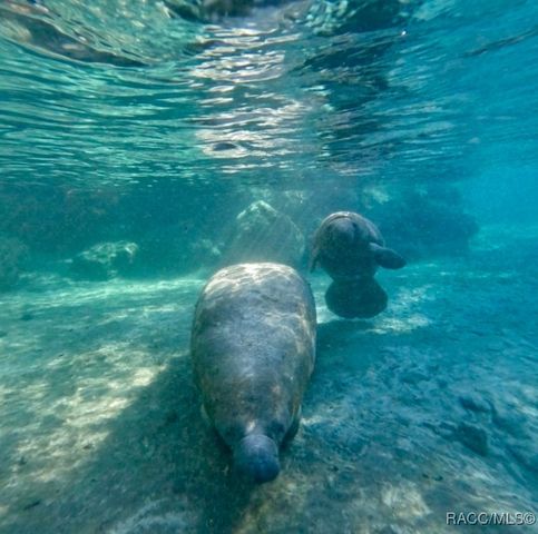 7920 N Maltese Drive, Citrus Springs, FL 34433