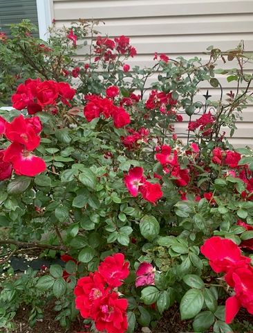 1616 STANTON Lane, Plainfield, IL 60586