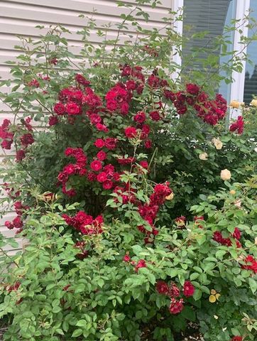 1616 STANTON Lane, Plainfield, IL 60586