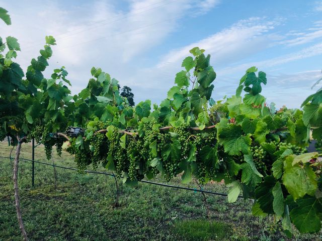 19055 Del Mar Drive, Cottonwood, CA 96022