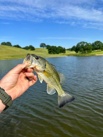 19055 Del Mar Drive, Cottonwood, CA 96022