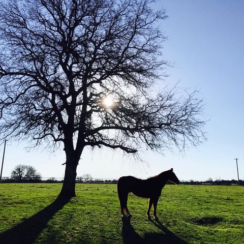 19055 Del Mar Drive, Cottonwood, CA 96022