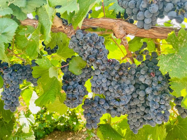 19055 Del Mar Drive, Cottonwood, CA 96022