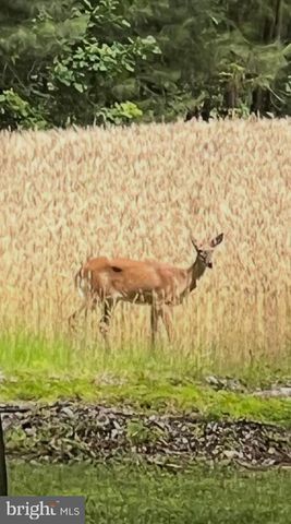 11116 LIBERTY LN, Easton, MD 21601