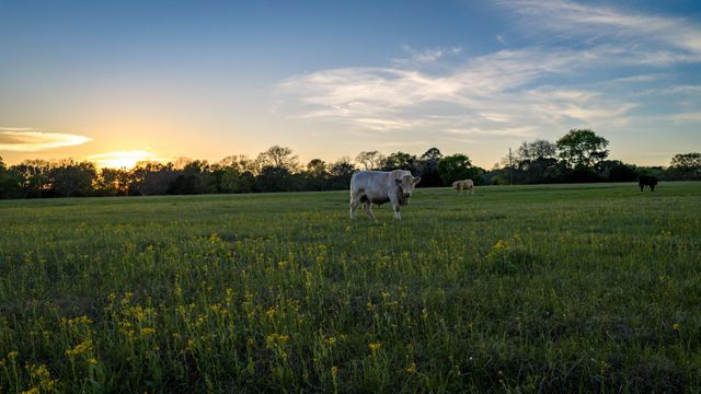 3773 W Sh 7, Crockett, TX 75823