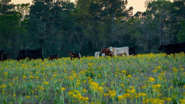 3773 W Sh 7, Crockett, TX 75823