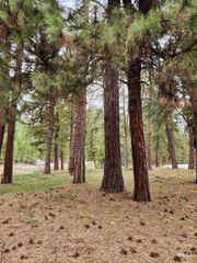 TBD Trinity Creek Road, Featherville, ID 83647