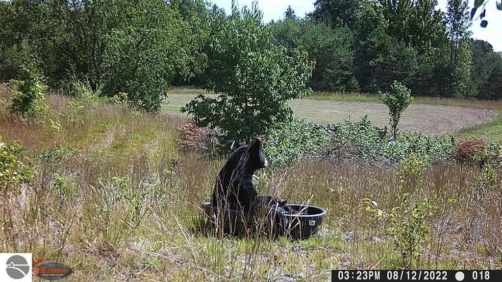 Black bear sitting in a feeding trough surrounded by grass and trees in a rural setting, showcasing the natural wildlife of the Manton, MI area.