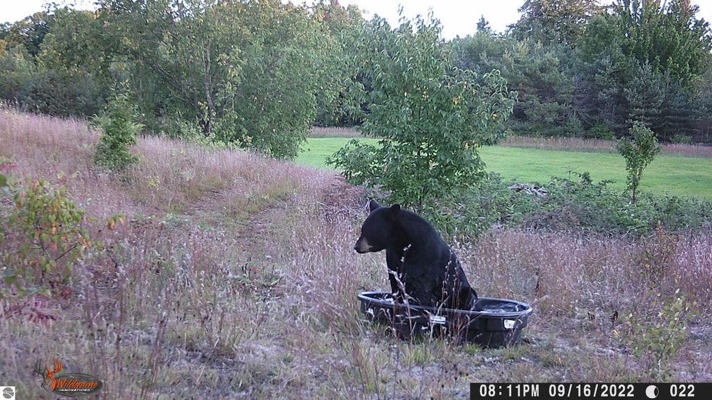 Black bear sitting in a tub among grassy field and trees, showcasing the natural wildlife of the Manton, MI area, ideal for outdoor enthusiasts and potential property buyers.