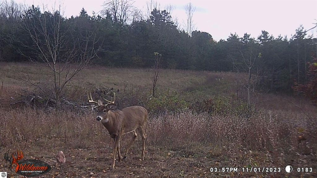 Deer standing in a grassy field with trees in the background, showcasing the natural wildlife of the Manton, MI area, ideal for outdoor enthusiasts and potential property buyers.