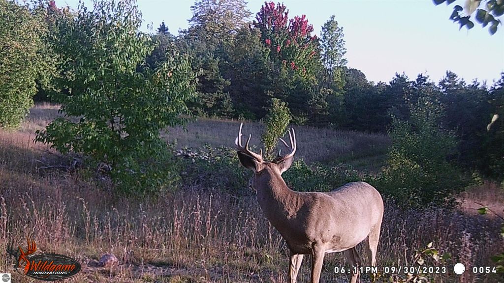 Deer standing in a natural setting with trees and foliage, showcasing the serene landscape ideal for outdoor activities near V/L Parcel E E 18 1/2 Road, Manton, MI.