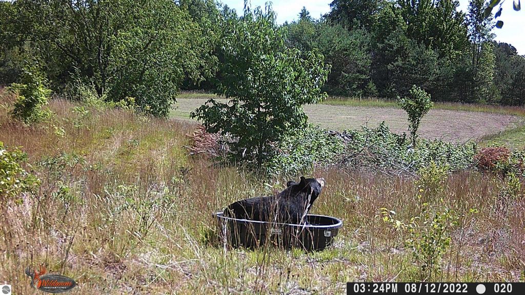 Black bear near a water trough in a grassy field surrounded by trees and shrubs, highlighting the natural setting of the Manton, MI area.