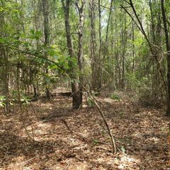0000 Cr 2090, Splendora, TX 77372