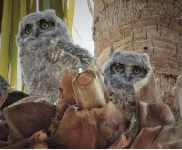 74711 Dillon Road 307, Desert Hot Springs, CA 92241