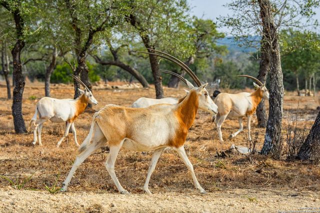 LOT 34 Great Sky Ranch, Kerrville, TX 78028