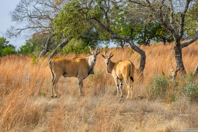 LOT 34 Great Sky Ranch, Kerrville, TX 78028