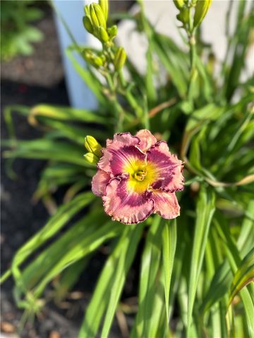 18 Wheatfield Circle, Perinton, NY 14450