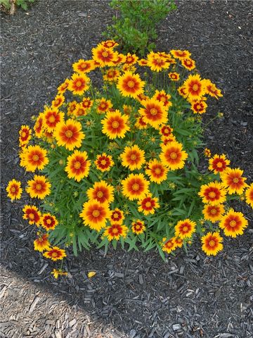 18 Wheatfield Circle, Perinton, NY 14450