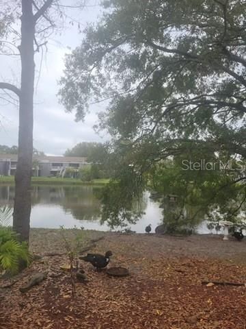 4011 MURIEL PLACE 1C, Tampa, FL 33614