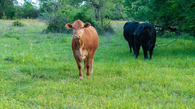 951 S Loop 7, Athens, TX 75752