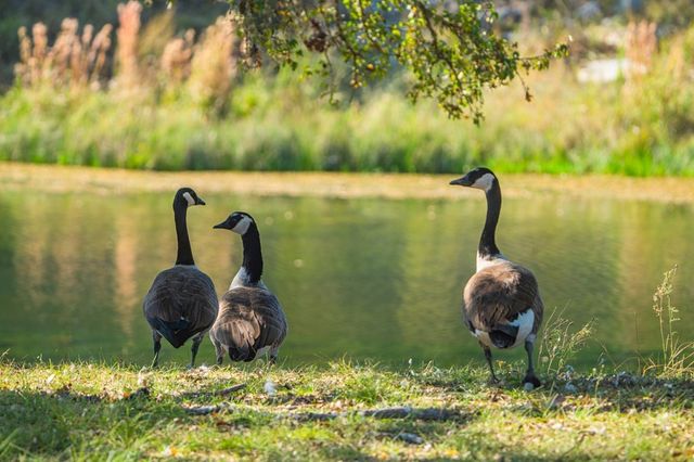 Lot 12 Turn Out Ln, Harper, TX 78631