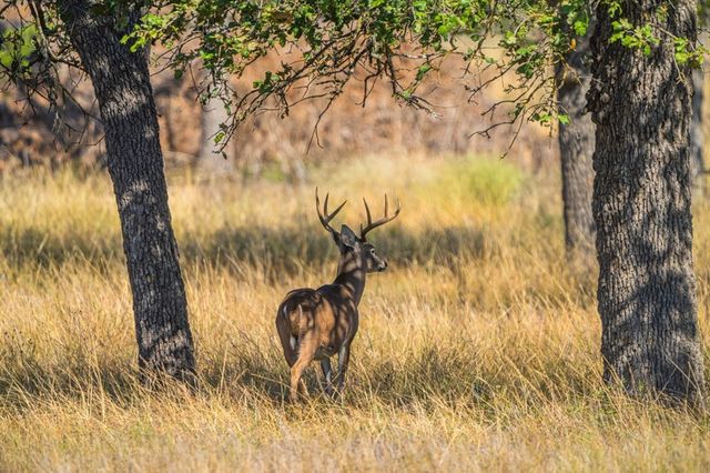 Lot 12 Turn Out Ln, Harper, TX 78631
