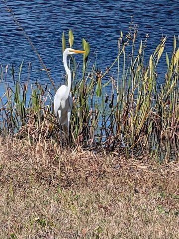 19613 LONG LAKE RANCH BOULEVARD, Lutz, FL 33558