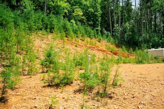 Lot 11 Quail Cove Circle, Warne, NC 28909