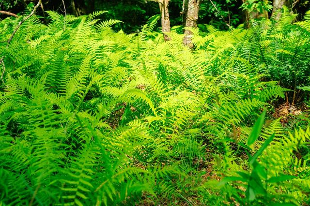 Lot 11 Quail Cove Circle, Warne, NC 28909