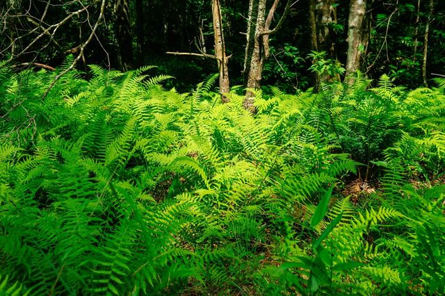 Lot 11 Quail Cove Circle, Warne, NC 28909