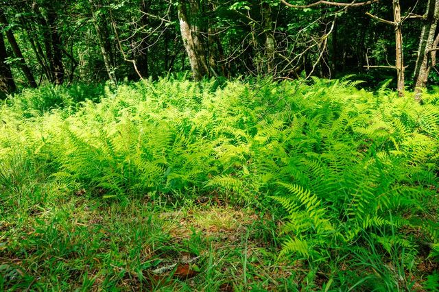 Lot 11 Quail Cove Circle, Warne, NC 28909