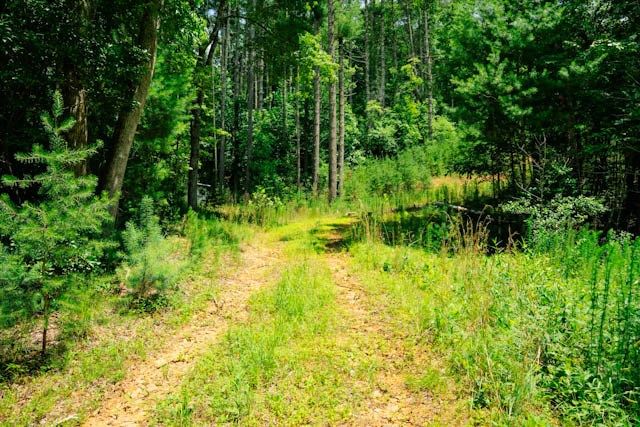 Lot 11 Quail Cove Circle, Warne, NC 28909