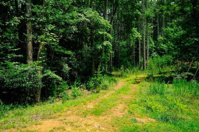 Lot 11 Quail Cove Circle, Warne, NC 28909