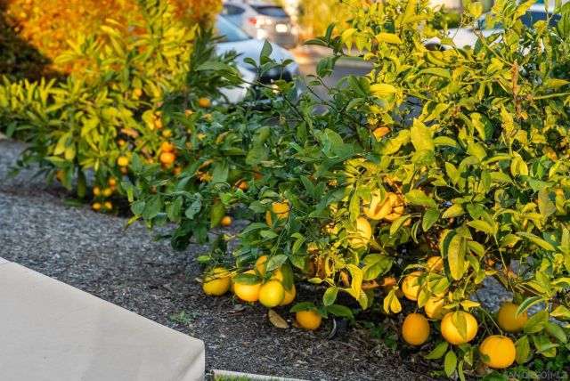 4540 E Talmadge Drive, San Diego, CA 92116