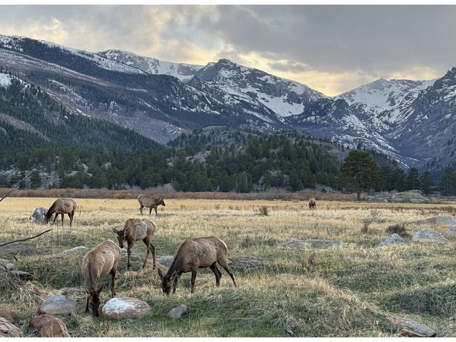 246 Picacho Pl, Drake, CO 80515