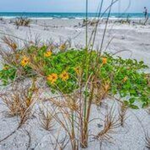 205 Melaleuca Drive, Satellite Beach, FL 32937