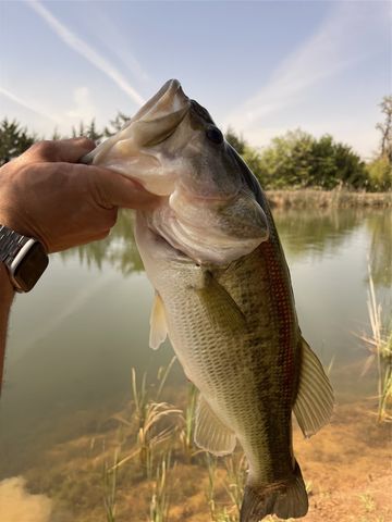 1630 County Road 140, Whitesboro, TX 76273