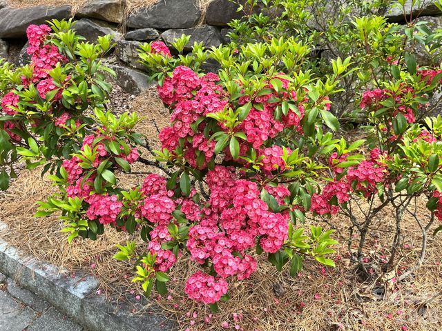 Lot 90 Peppervine Circle 90, Rosman, NC 28712