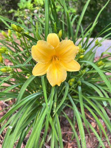 Lot 90 Peppervine Circle 90, Rosman, NC 28712
